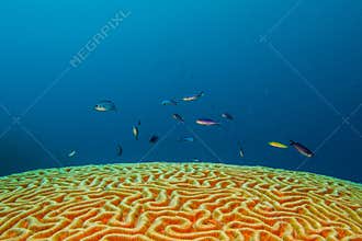 Brain coral
