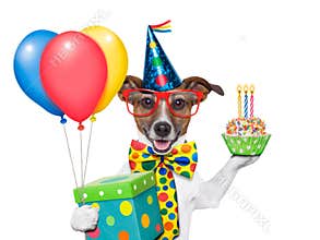 Birthday dog