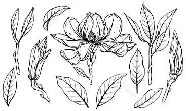Black and white set of magnolia flowers, leaves and buds. Handmade graphics