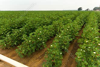 Cotton Field