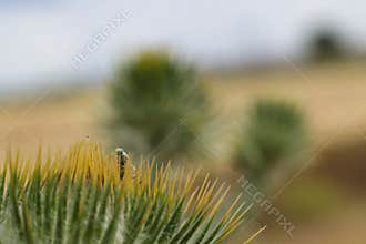 close-up, macro, insect, animal, nature, wildlife, plant, spring