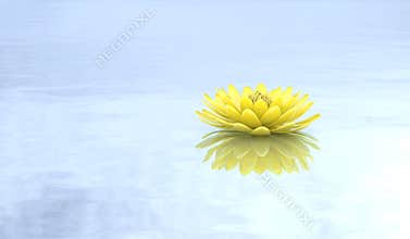 Golden lotus water lily pure background