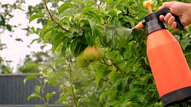 A farmer processes apples and pears in the orchard. Selective focus.