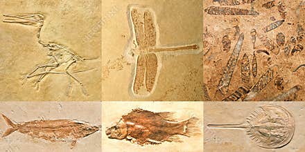 Fossils