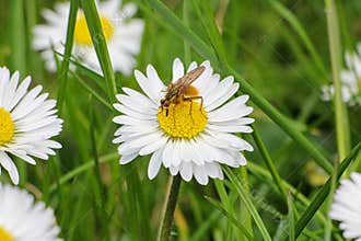 Golden Dung Fly on Daisy