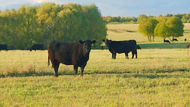 Black angus cows standing in pasture. Black cow grazing on a summer pasture. Static view.