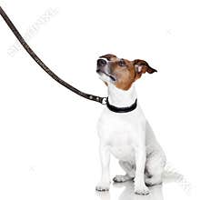 Bad dog looking up