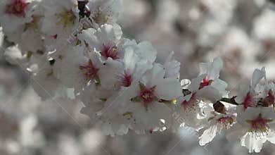 white blossoms almond spring, adorn tree branches under bright sunlight, marking the arrival of spring. Flowering in