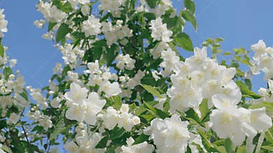 Jasmine flowers on a bush on a sunny summer day.