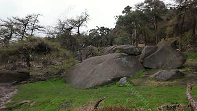 Pine woodland at The Roaches in the Peak District National Park