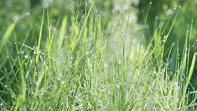Slow movement inside green spring grass with large dew drops.