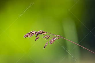 Helictotrichon parlatorei (J.Woods) Pilg. in front of a green background. It was made in Szirák after 18:00 in October.