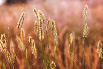 Wheat wild field agriculture nature summer