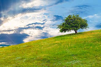 Tree green field sky hill grass landscape blue