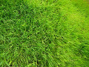 Green grass field close-up