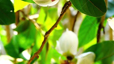 Moving up to a beautiful blooming Mitrephora sirikitiae flower.