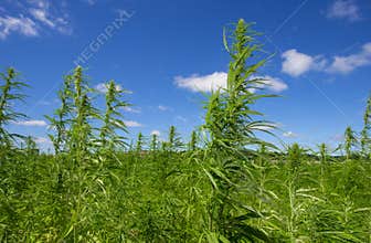 Hemp