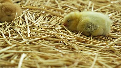 small yellow fluffy chicks Gallus day old poultry newborn in a farm sleeping straw bedding