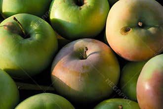 Organic home grown apples