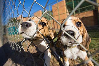 Beagle puppies