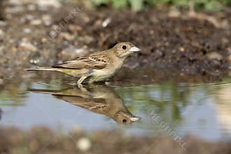 Black-headed bunting, Emberiza melanocephala