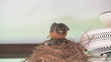 American Robin sitting on nest to keep nestlings warm and protected