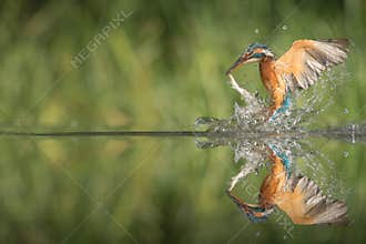 Kingfisher with catch.