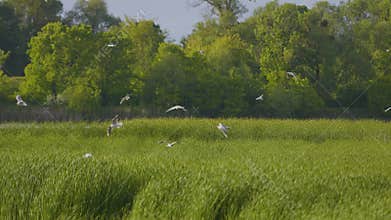 Many river gulls hunt fish in lakes, rivers, and canals.