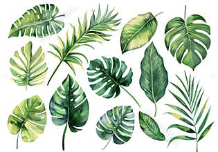 Diverse tropical leaves in one picture, not overflowing frame