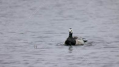 Beautiful black and white goose hunt fish in lakes, rivers, and canals. Black and white goose fly over the water. Black and white