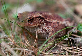 Common toad, bufo bufo