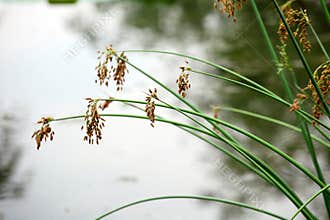 Water plantain in the stream in the wetland
