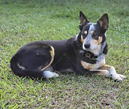Australian catle dog resting on the lawn