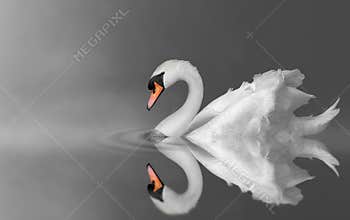 Swan on lake
