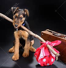 Travelling terrier