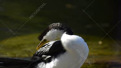 Little pied cormorant
