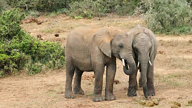 Interaction between two young African elephants, Addo Elephant National Park, South Africa
