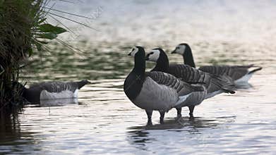 Beautiful black and white geese hunt fish in lakes, rivers, and canals.
