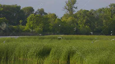 Many river gulls hunt fish in lakes, rivers, and canals.