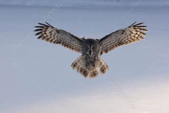 Great-grey owl, Strix nebulosa
