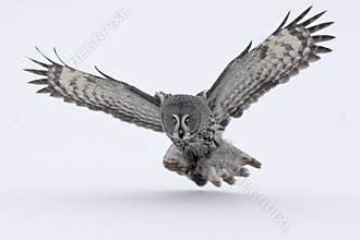 Great-grey owl, Strix nebulosa