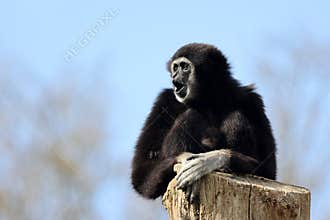 lar gibbon (Hylobates lar)