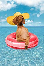 Adorable purebred dog in hat swimming in pink floating circle in turquoise sea under clear sky on sunny day