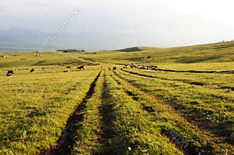 Path in kalajun grassland