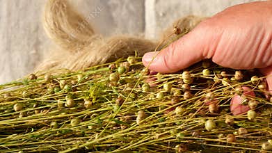 Farmer\'s hand shows flax seed pods. Fibers of natural uncolored flax.