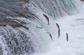 Sockeye Salmon Jumping Up Falls