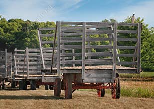 Cooper's Hawk (Accipiter cooperii) Sits on Empty Hay Wagon