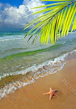 Paradise With Palm Tree