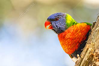A colourful rainbow lorikeet, close up, peeking around a tree.