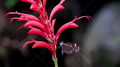 Beautiful transparent butterfly on a red plant in Costa Rica